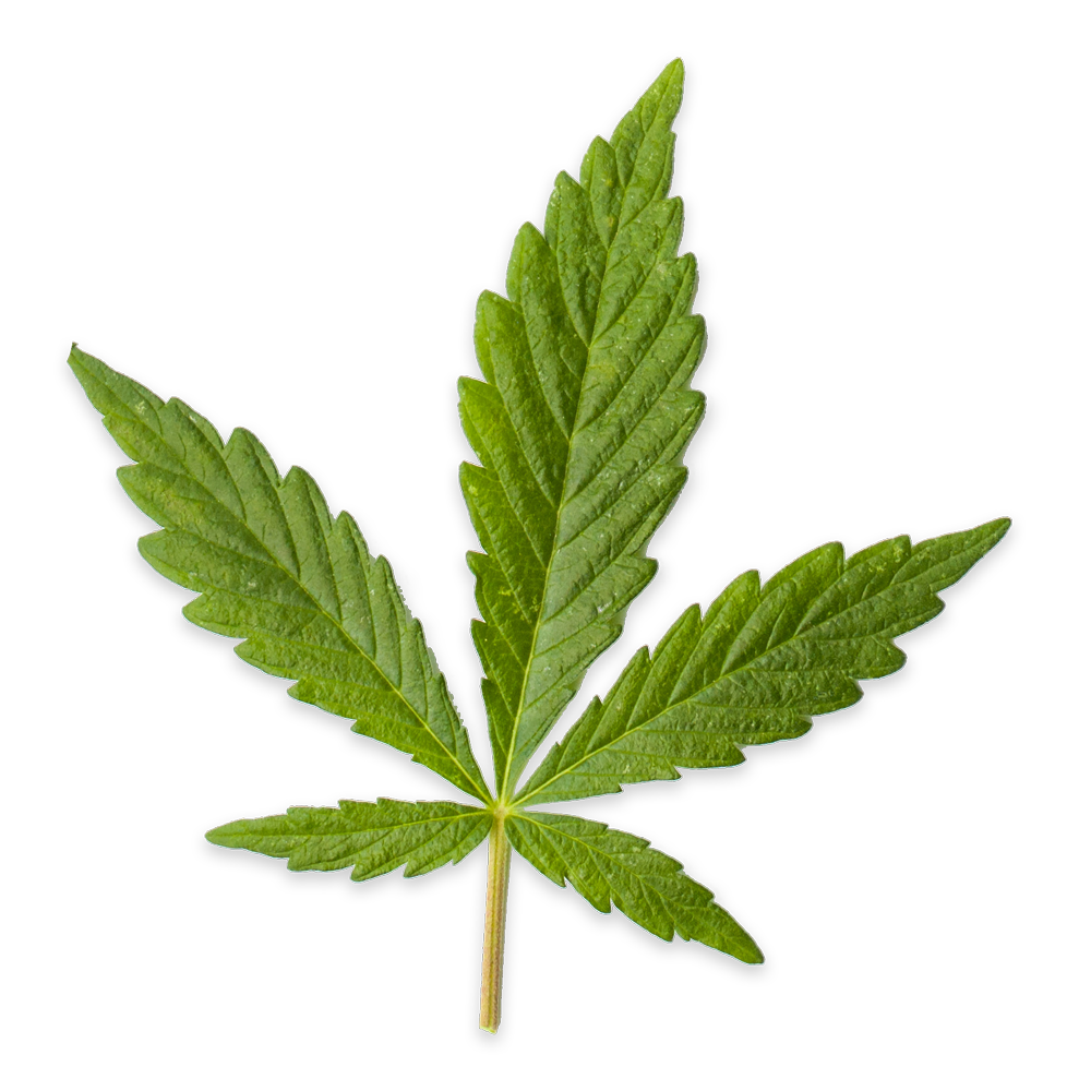 Small Cannabis leaf