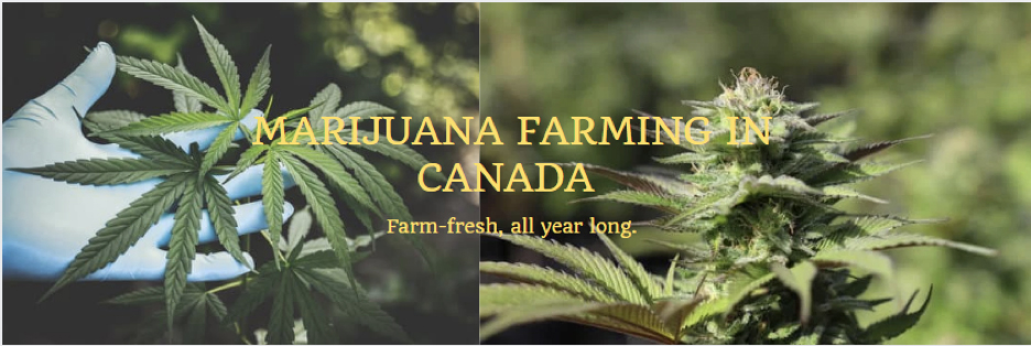 Marijuana farming in canada