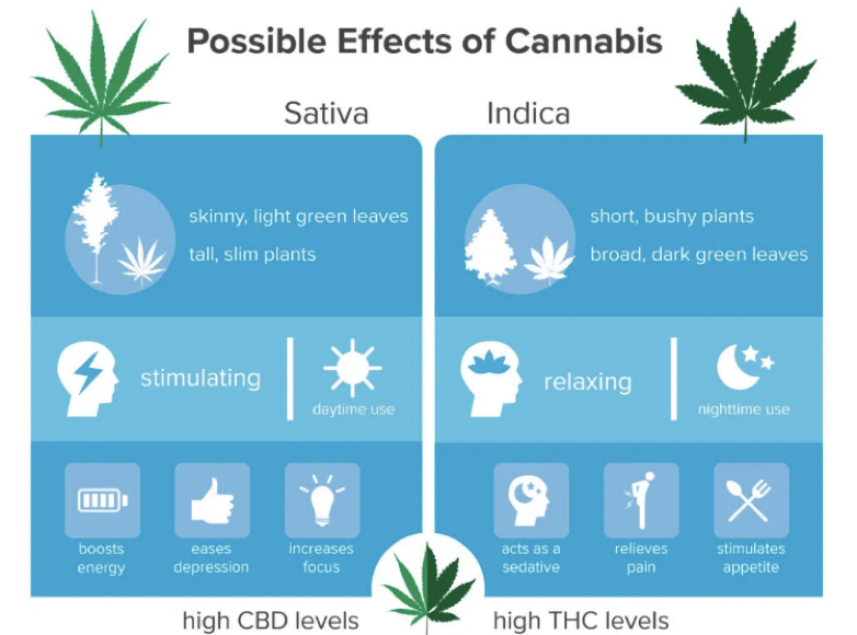 possible effects of cannabis