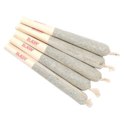 Sixty Seven Sins | Gary Satan Pre-Rolls | 7x0.5g