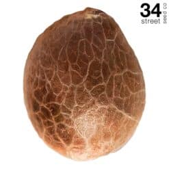 34 Street Seed Co | Jack Herer | 5 Pack