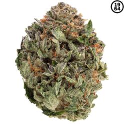 1964 | Organic Comatose Craft Flower | 3.5g PROMO