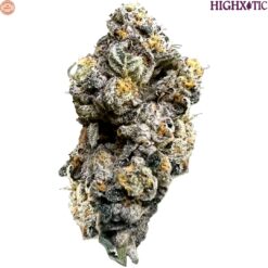 HighXotic | Royal Dive#3: Hindu Glue Craft Flower | 14g