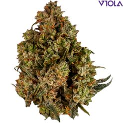VIOLA | 1st Quarter (Orange Juice) Craft Flower | 7g~