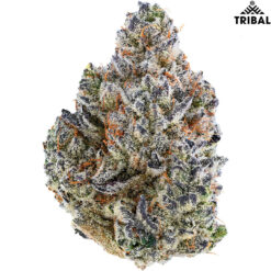 Tribal | Bubble Up Flower | 3.5g