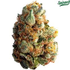 Spinach | GMO Cookies Flower | 7g