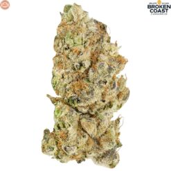 Broken Coast | Platinum Pave Craft Flower | 3.5g