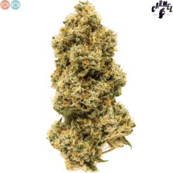 Carmel | Animal Face Craft Flower | 3.5g