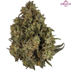 Orchid | CBD Runtz Flower | 3.5g