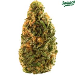 Spinach | Blue Dream Traditional Flower | 3.5g