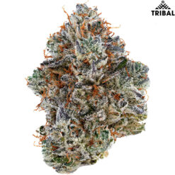 Tribal | Neon Sunshine Flower | 3.5g