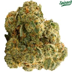 Spinach | Blue Thai Flower | 28g PROMO