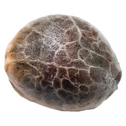 34 Street Seed Co. | Chocolope Seeds | 5PC