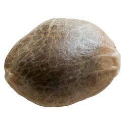 34 Street Seed Co. | Bubba Cheese Seeds | 5PC *
