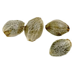 Weathered Islands | Sugar Diesel Feminized Seeds | 4PC *
