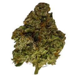 True Fire | Gastro Pop Ultra Minis Craft Flower | 3.5g *