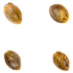 Green Rose Seeds | Crasher Breath Fem Seeds | 4PC *