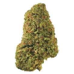 1964 | Tropicanna Craft Flower | 7g * PROMO