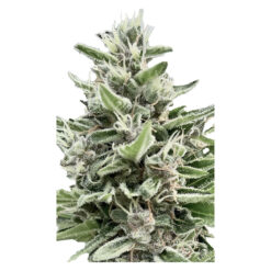 Clone Collector Seed Bank | Apple Truffle Breath - Feminized Seeds | 4PC *